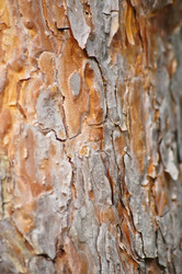 Similar image 1314552