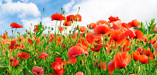 Similar image 1314897