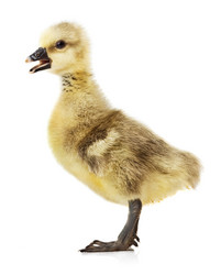 Similar image 1315052