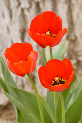 Similar image 1315701