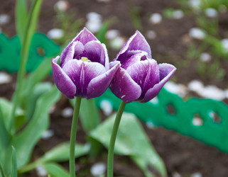 Similar image 1315761