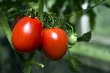 Similar image 1316398