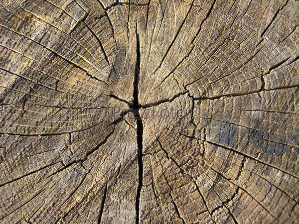 Фотография на тему Текстура темного среза дерева | PressFoto