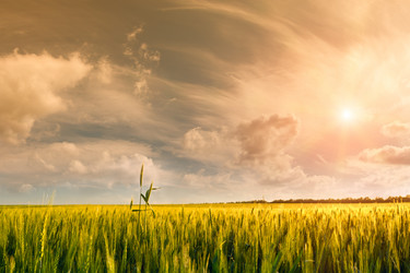 Similar image 1316798