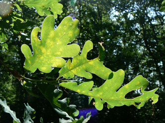 Similar image 1316925