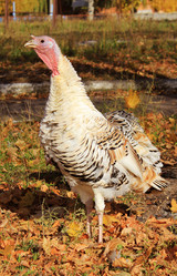 Similar image 1317380