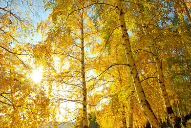 Similar image 1317385