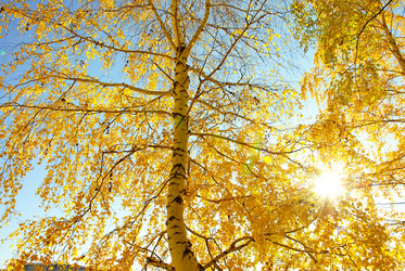 Similar image 1317388