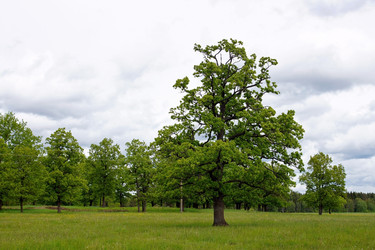 Similar image 1319254