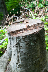 Similar image 1319392