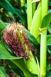 Similar image 1320102