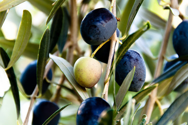 Similar image 1320919