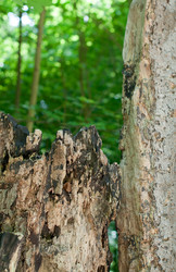 Similar image 1322312