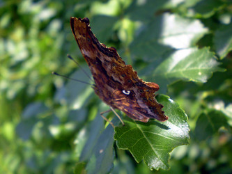 Similar image 1322750