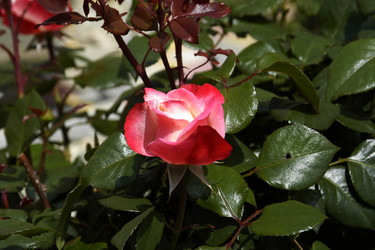 Similar image 1322899