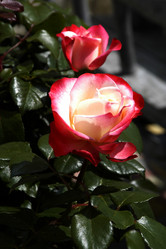 Similar image 1322900