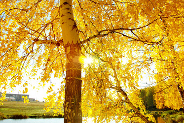 Similar image 1323520