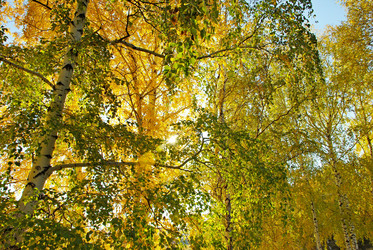 Similar image 1323525