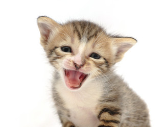 Similar image 1323719