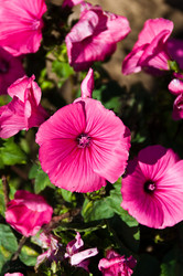 Similar image 1323831