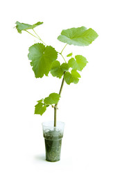 Similar image 1324429