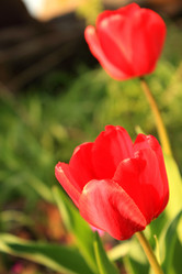 Similar image 1324436