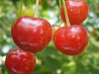 Similar image 1324475