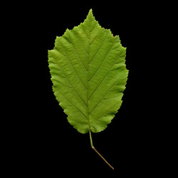 Similar image 1324781