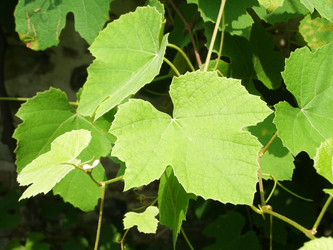 Similar image 1325587