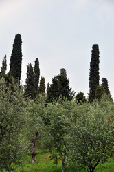 Similar image 1326782