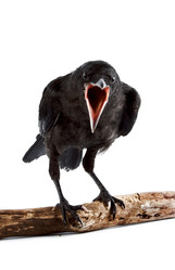 Similar image 1329518