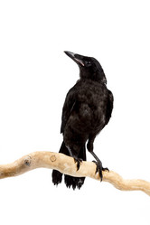 Similar image 1329526