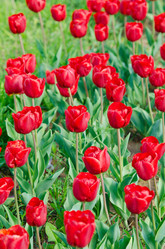 Similar image 1331491