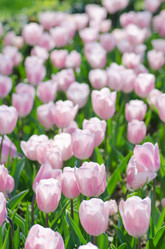 Similar image 1331754