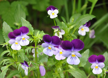 Similar image 1333783