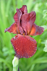 Similar image 1333784