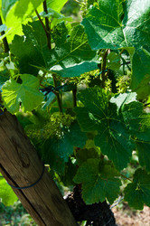 Similar image 1334307