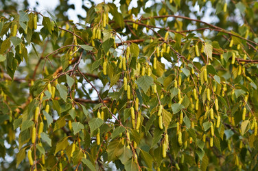 Similar image 1334942