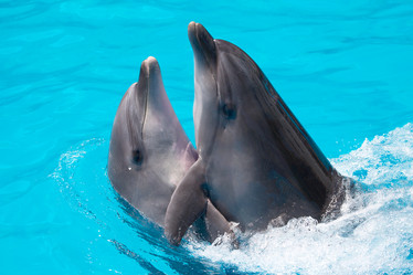 Similar image 1335159