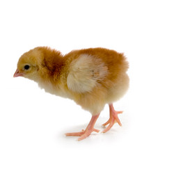 Similar image 1336652