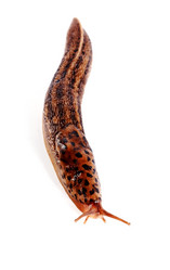 Similar image 1336663