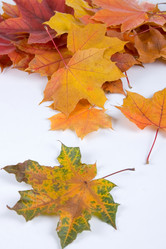 Similar image 1336677