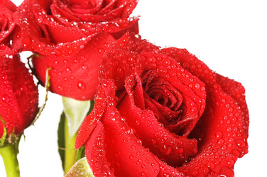 Similar image 1337532