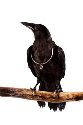 Similar image 1337728