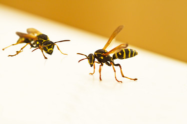 Similar image 1337794