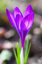 Similar image 1337822