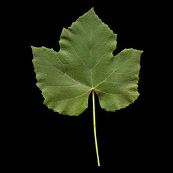 Similar image 1339055