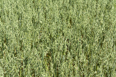 Similar image 1339366