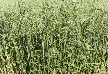 Similar image 1339371