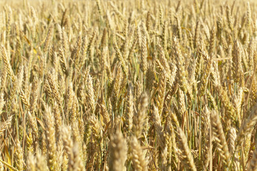 Similar image 1339383